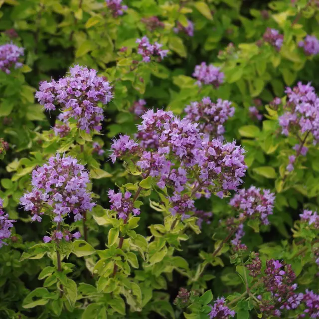 Oregano-Foto - Origanum vulgare