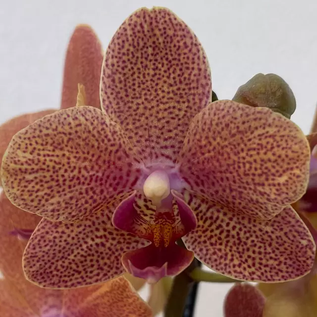 Фаленопсис Сансет Лав фото - орхидея