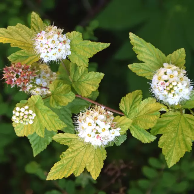 Amur-Vesikel - Foto Physocarpus