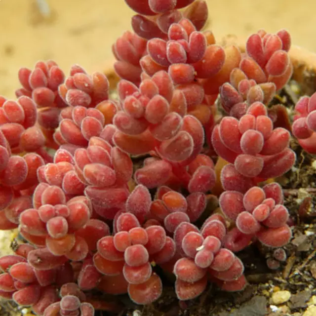 Sedum Steel photo - red succulents