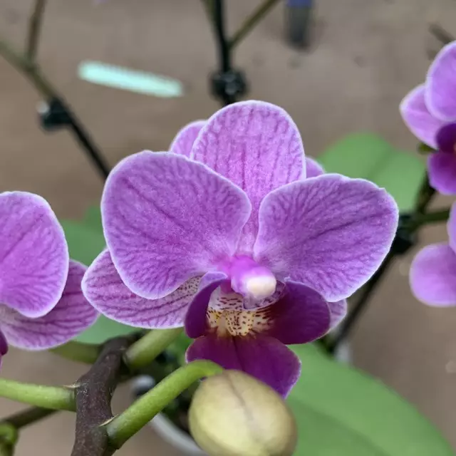 Zdjęcie Phalaenopsis Violet Queen