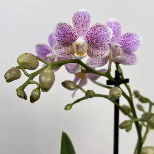 Zdjęcie Phalaenopsis Zambia - orchidea motylkowa