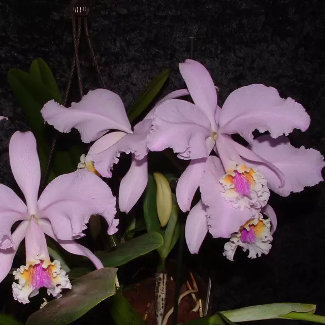 Zdjęcie Cattleya mossiae - orchidea