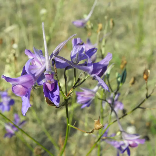 Delphinium field photo - spur Consolida