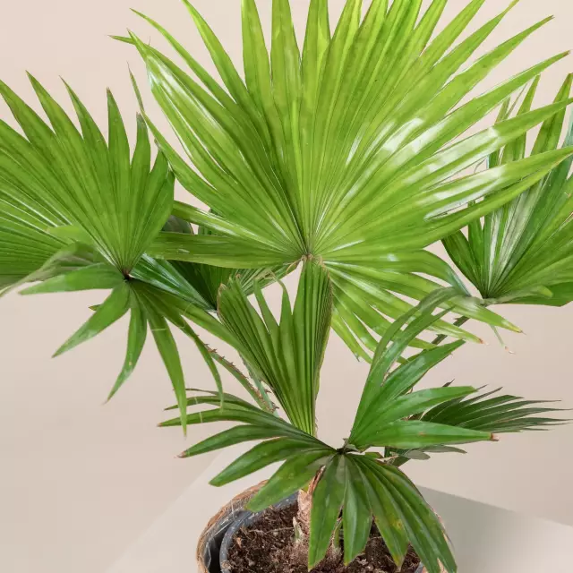 Palm Liviston Foto mit runden Blättern
