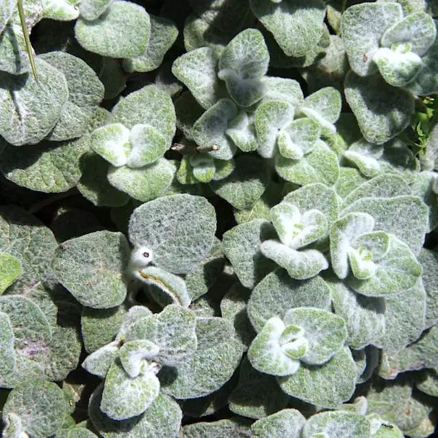 Oregano Cretan photo - Origanum dictamnus