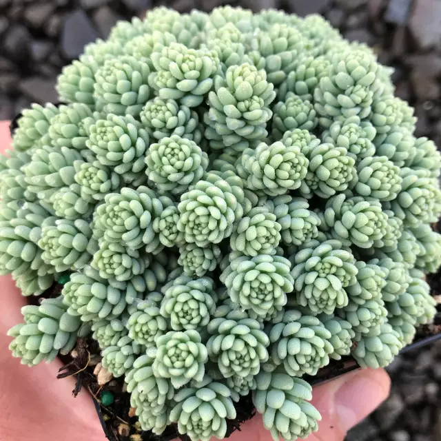 Sedum Dasiphyllum Foto - Hernienkraut