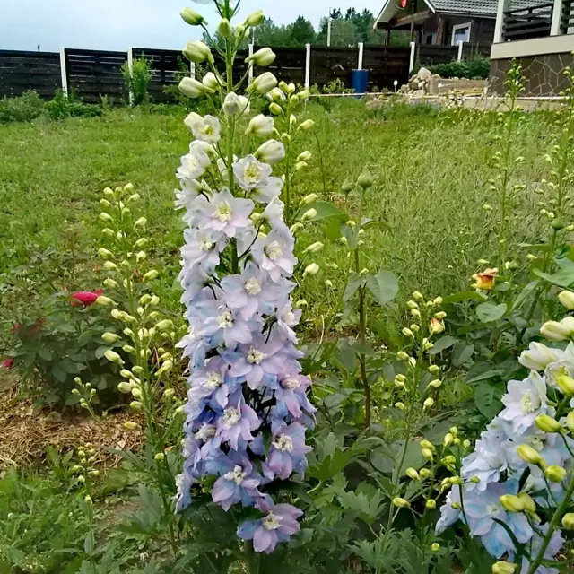 Delphinium New Zealand - Ritterspornblütensporn