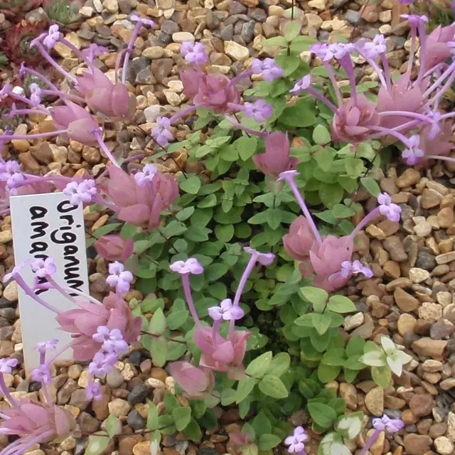 Oregano Aman Foto - Origanum amanum