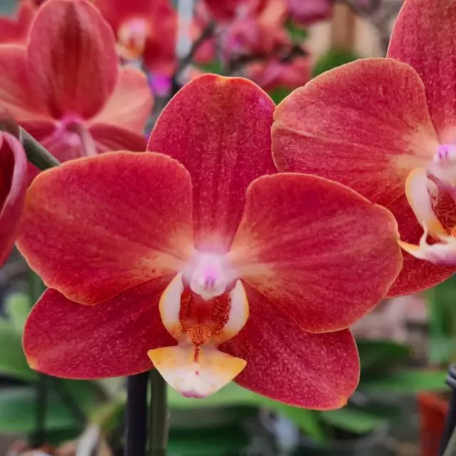 Zdjęcie Phalaenopsis Horizon - jasna orchidea
