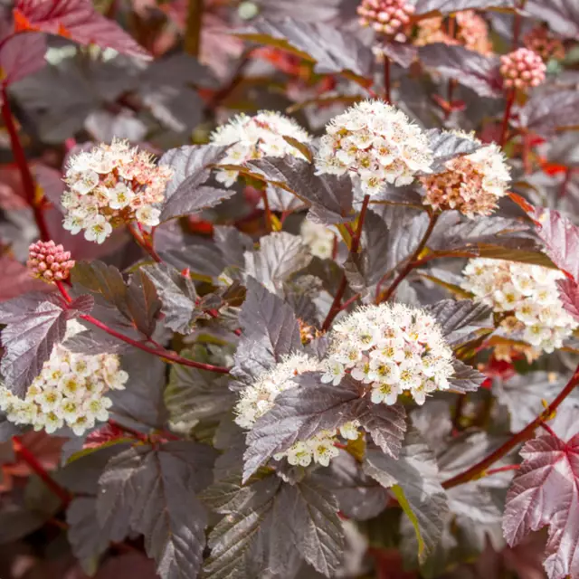 Pęcherzyk czerwony baron - zdjęcie physocarpus