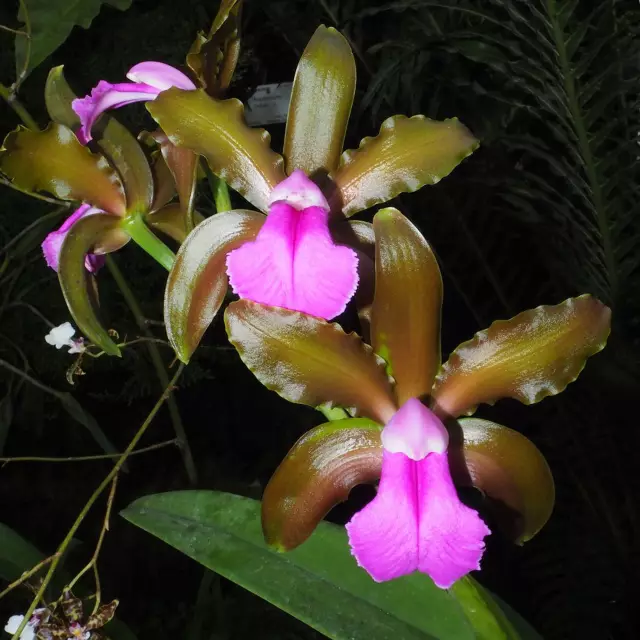 Cattleya Bicolor Foto - Orchidee