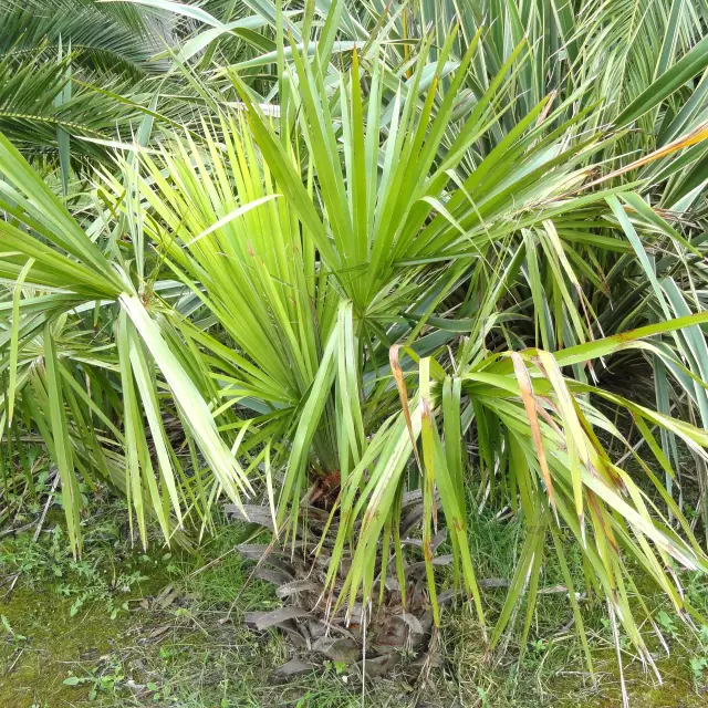 Täuschendes Foto der Liviston-Palme