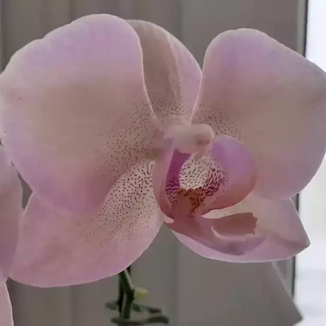 Zdjęcie Phalaenopsis Legato - orchidea motylkowa