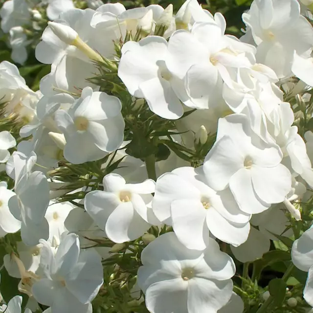 Флокс Рембрандт фото - білі квіти