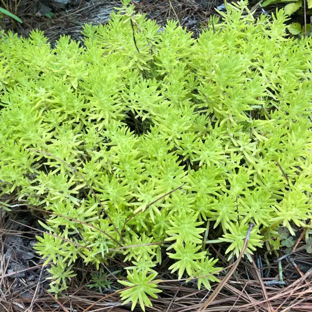 Sedum Mexican photo - hare cabbage flower