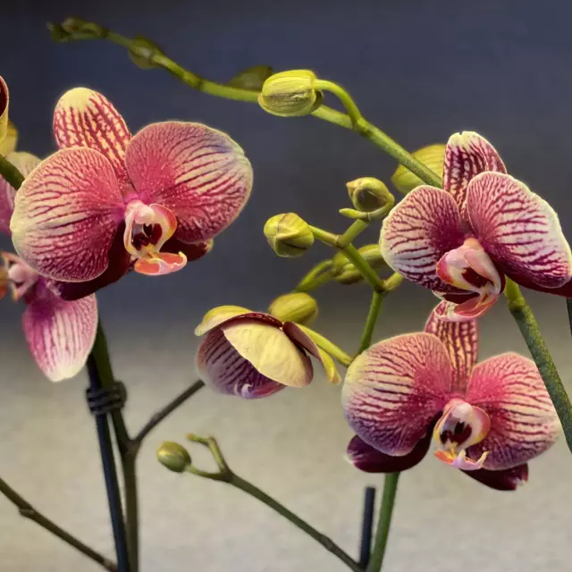 Zdjęcie Phalaenopsis Phantom - orchidea