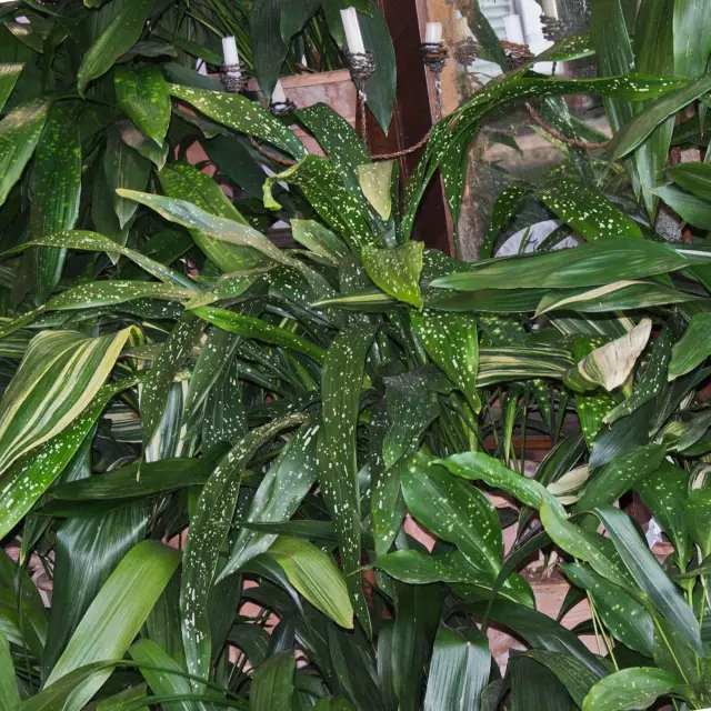 Аспидистра сычуаньская фото - Aspidistra sichuanensis