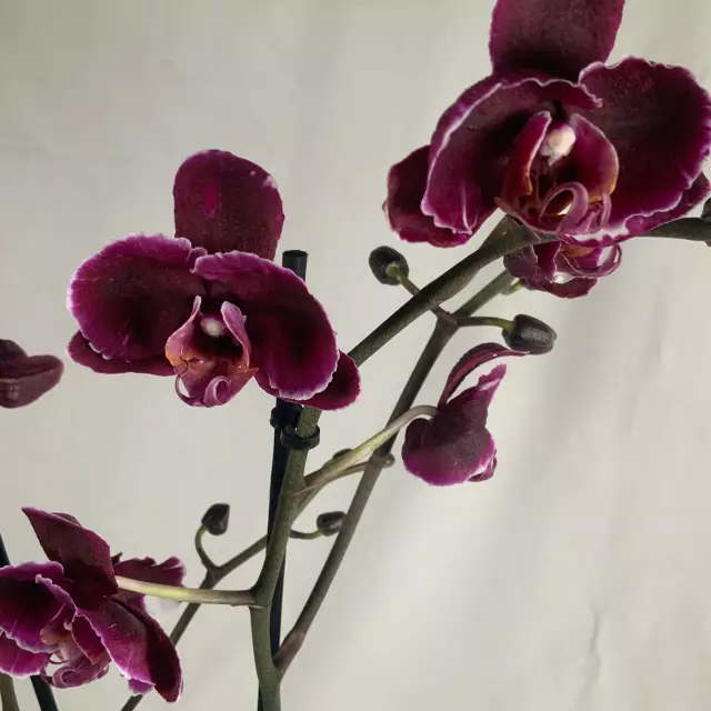 Zdjęcie Phalaenopsis Stone Rose - orchidea