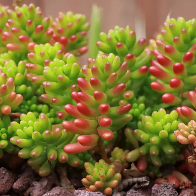 Sedum Rubrotinctum Foto - dicke Mutterhenne Blume