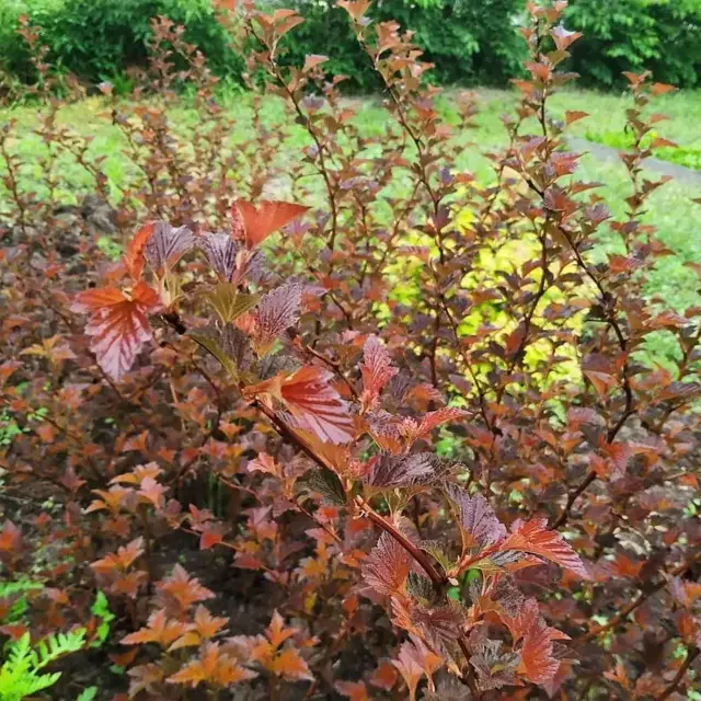 Zdjęcie pęcherzyka Schuh - Physocarpus