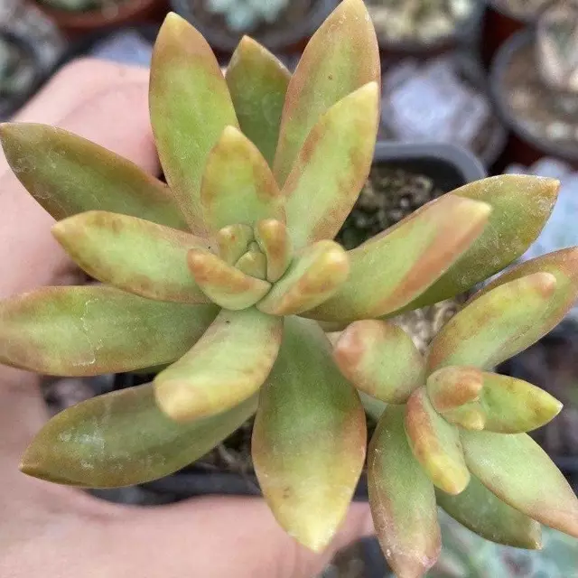 Stonecrop Nussbaumer photo - Sedum 