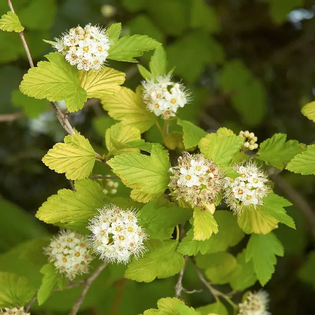 Vesikel Luteus Foto - Physocarpus