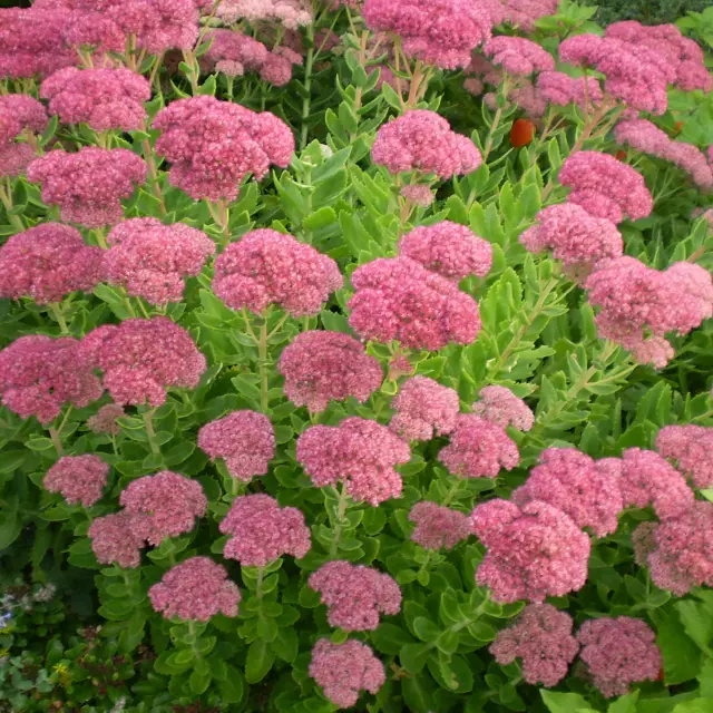 Sedum Prominent photo - garden stonecrop