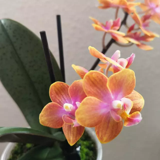 Фаленопсис Дасти Бель фото - орхидеи