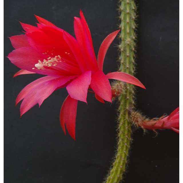 Апорокактус Концатти фото (Aporocactus conzattii)