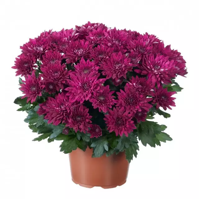 Chrysanthemum Alexandrite photo - Korean chrysanthemums