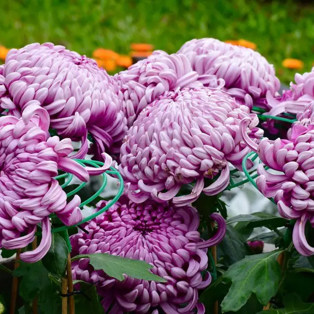 Large-flowered chrysanthemums photo - purple flowers